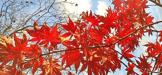 Herbst